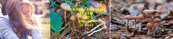 гидра Алексин